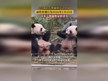 “中日友谊使者：两只旅日大熊猫即将归国团聚”