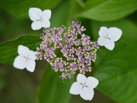 五花八门：探寻多元文化的魅力与交融